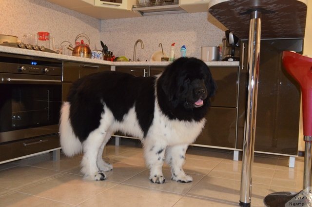 Фото: ньюфаундленд CHernyiy SHarm Vankuver (Черный Шарм Ванкувер)