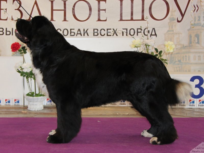 Фото: ньюфаундленд Ikona Stilya (Икона Стиля)