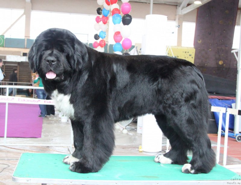 Фото: ньюфаундленд Ikona Stilya (Икона Стиля)