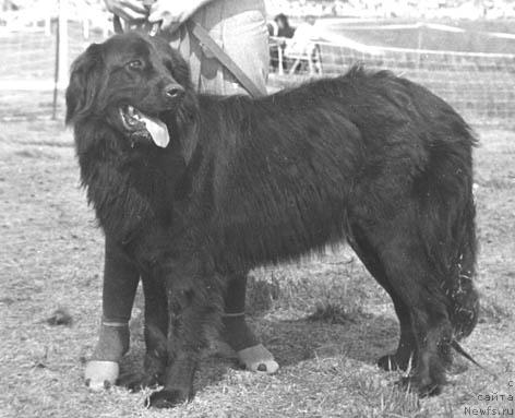 Фото: ньюфаундленд YUtta Atey (Ютта Атей)