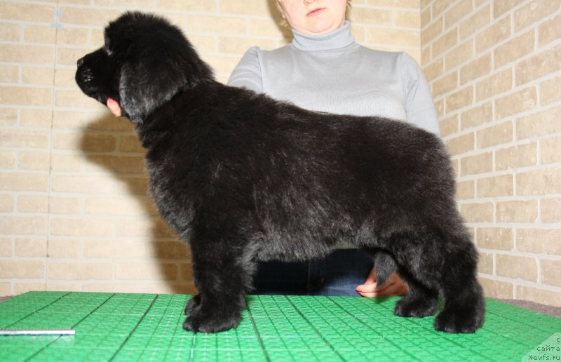 Фото: ньюфаундленд Aquatoriya Kelvin Sharliz (Акватория Келвин Шарлиз)