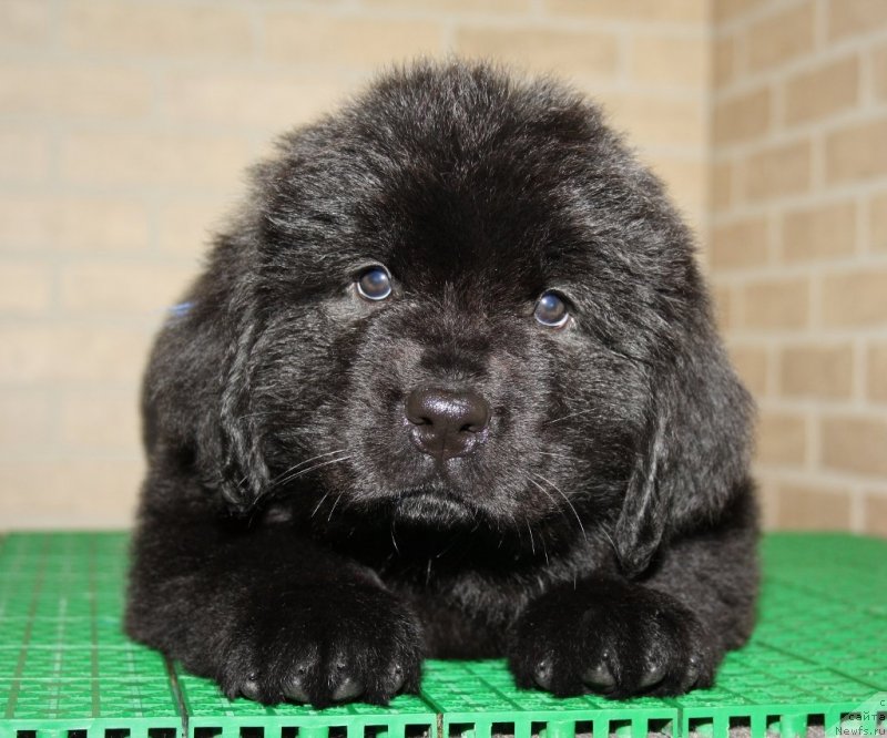 Фото: ньюфаундленд Aquatoriya Kelvin Sharliz (Акватория Келвин Шарлиз)