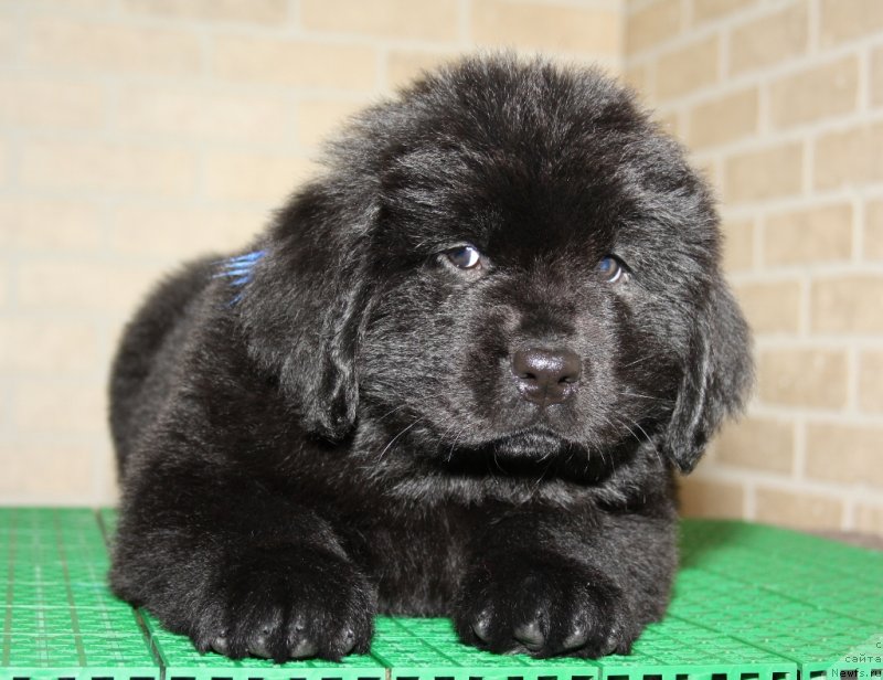 Фото: ньюфаундленд Aquatoriya Kelvin Sharliz (Акватория Келвин Шарлиз)