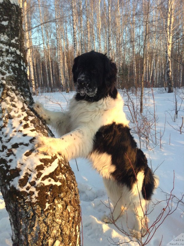 Фото: ньюфаундленд Otrada CHudnaya Moya iz Tihogo Omuta (Отрада Чудная Моя из Тихого Омута)