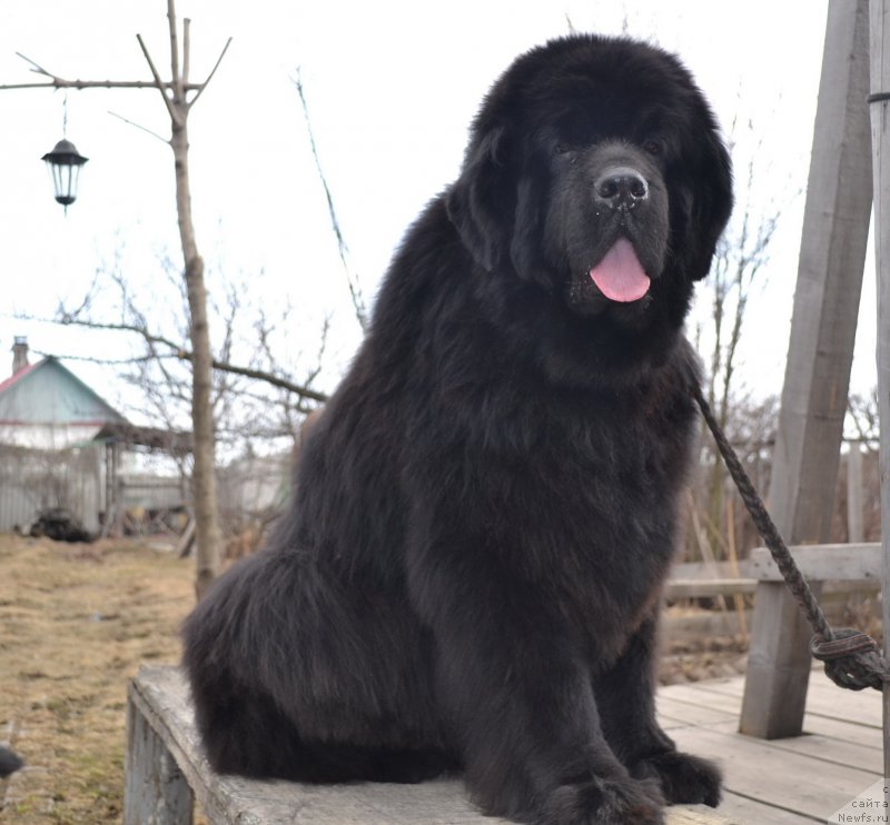 Фото: ньюфаундленд Super Premium Ameliya YEkshen (Супер Премиум Амелия Экшен)