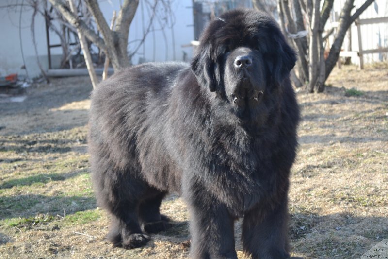 Фото: ньюфаундленд Super Premium Ameliya YEkshen (Супер Премиум Амелия Экшен)