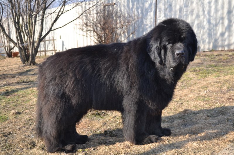 Фото: ньюфаундленд Super Premium Ameliya YEkshen (Супер Премиум Амелия Экшен)