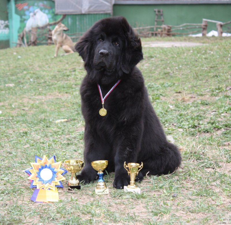 Фото: ньюфаундленд Soul of Rouz Assia (Соул оф Роуз Ассиа)