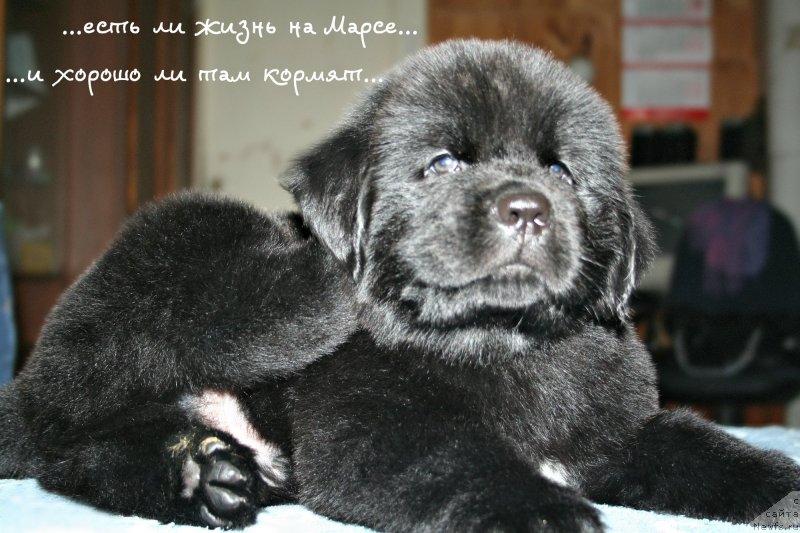 Фото: ньюфаундленд Chernaya Mafia Zero Hour (Черная Мафия Зеро Хоур)