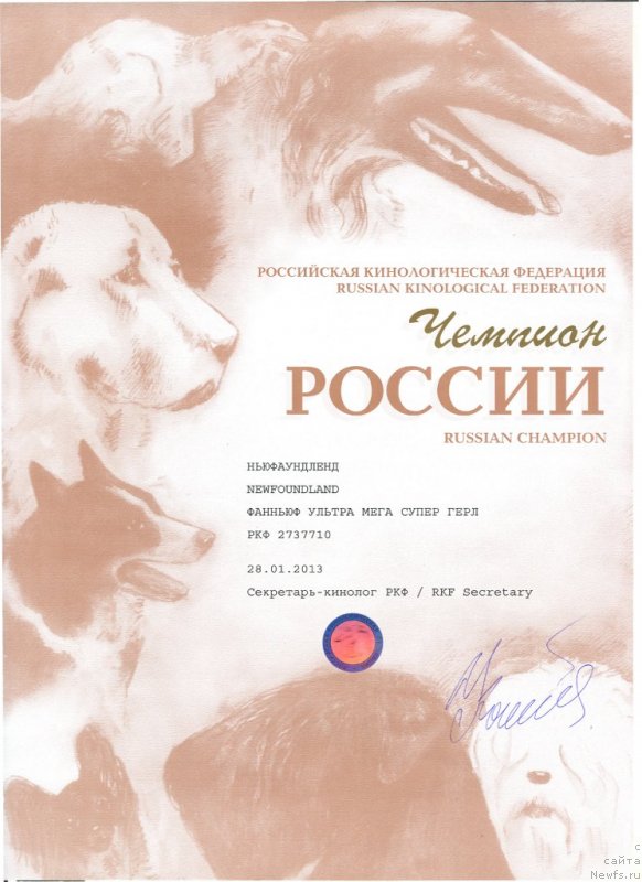 Фото: ньюфаундленд Funnewf Ultra Mega Super Girl (Фанньюф Ультра Мега Супер Герл)