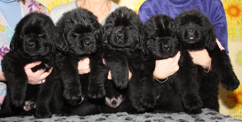 Фото: ньюфаундленд Fann'yuf Graf De La Fer (Фанньюф Граф Де Ла Фер), ньюфаундленд Fann'yuf Gendal'f Greyt (Фанньюф Гендальф Грейт), ньюфаундленд Fann'yuf Guchchi Grande Bambino (Фанньюф Гуччи Гранде Бамбино), ньюфаундленд Fann'yuf Geser Gud Vill (Фанньюф Гесер Гуд Вилл), ньюфаундленд Fann'yuf Germiona Greysful (Фанньюф Гермиона Грейсфул)