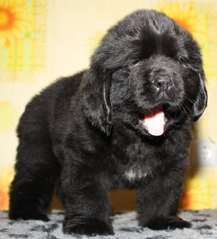 Фото: ньюфаундленд Fann'yuf Guchchi Grande Bambino (Фанньюф Гуччи Гранде Бамбино)