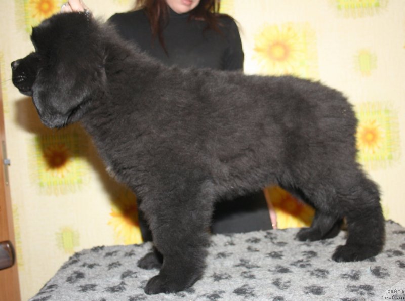 Фото: ньюфаундленд Fann'yuf Guchchi Grande Bambino (Фанньюф Гуччи Гранде Бамбино)