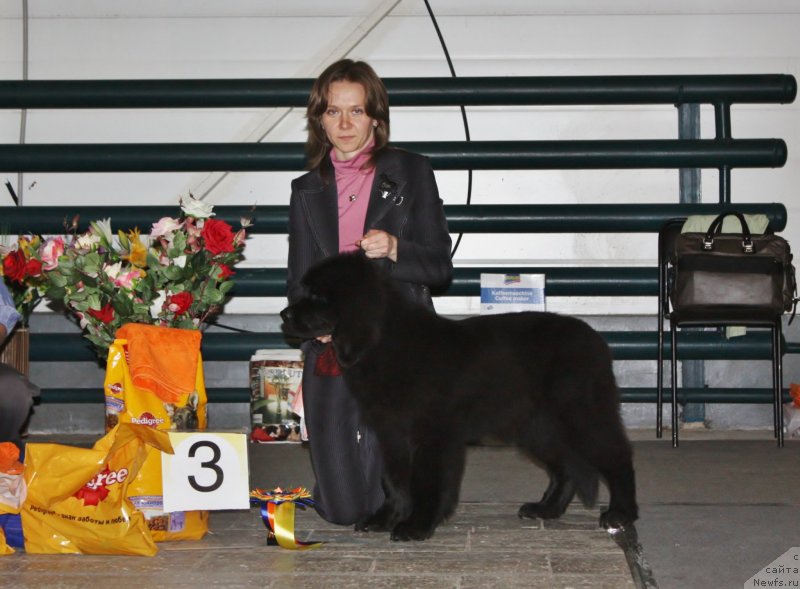 Фото: ньюфаундленд Soul of Rouz Assia (Соул оф Роуз Ассиа)