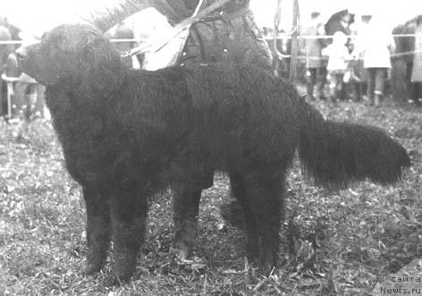 Фото: ньюфаундленд YUng Atey (Юнг Атей)