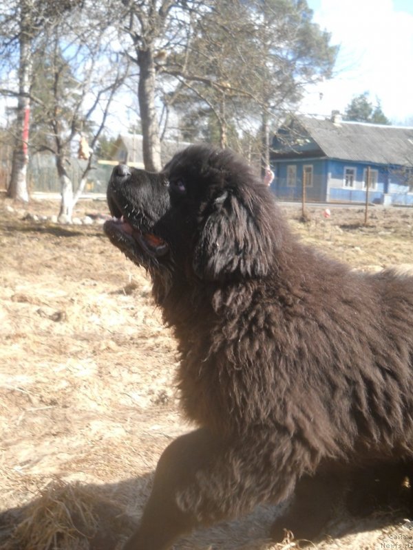 Фото: ньюфаундленд Safari SHamba Klimovna (Сафари Шамба Климовна)