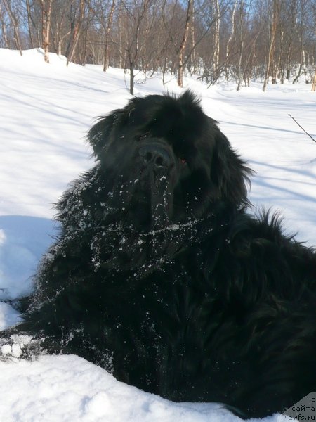 Фото: ньюфаундленд Jrebiy Udachi ot Tori (Жребий Удачи от Тори)