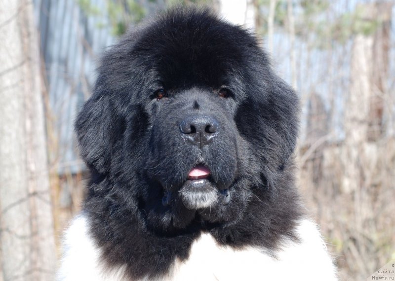 Фото: ньюфаундленд Pitern'yuf In It To Vin It (Питерньюф Ин Ит То Вин Ит)