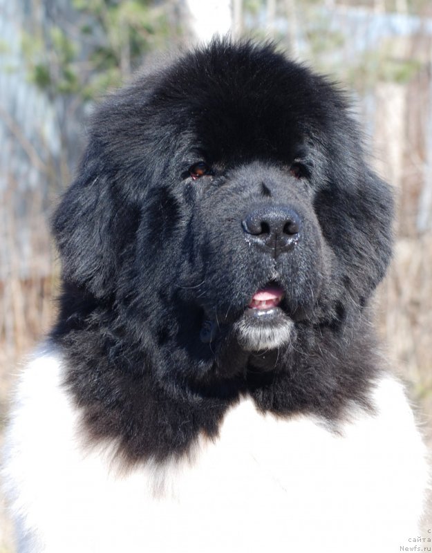 Фото: ньюфаундленд Pitern'yuf In It To Vin It (Питерньюф Ин Ит То Вин Ит)