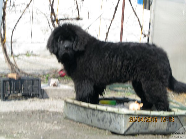 Фото: ньюфаундленд CHinua Dekam Laki Dyevil (Чинуа Декам Лаки Дэвил)