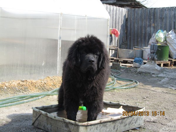 Фото: ньюфаундленд CHinua Dekam Laki Dyevil (Чинуа Декам Лаки Дэвил)
