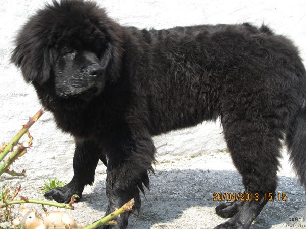 Фото: ньюфаундленд CHinua Dekam Laki Dyevil (Чинуа Декам Лаки Дэвил)