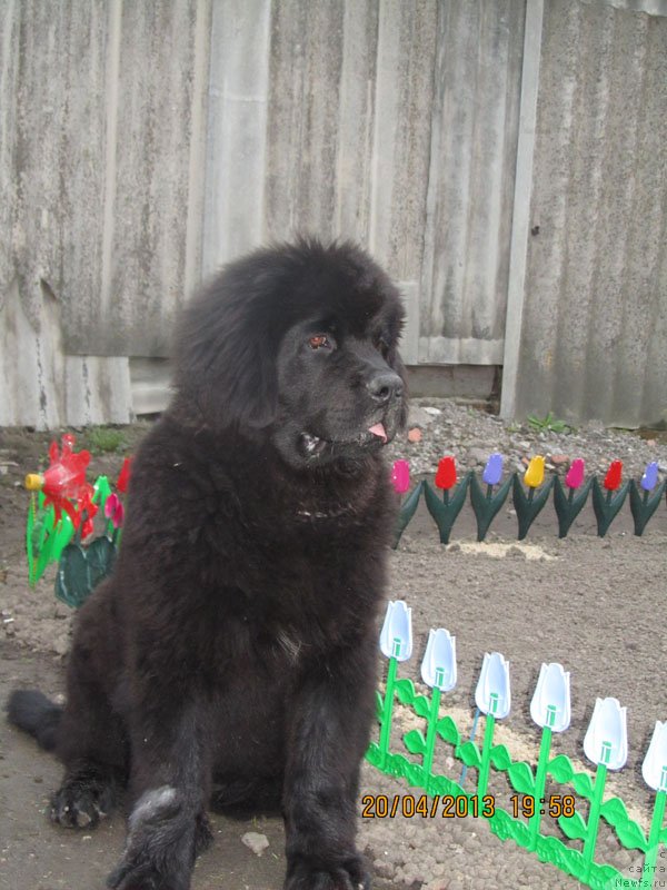 Фото: ньюфаундленд CHinua Dekam Laki Dyevil (Чинуа Декам Лаки Дэвил)