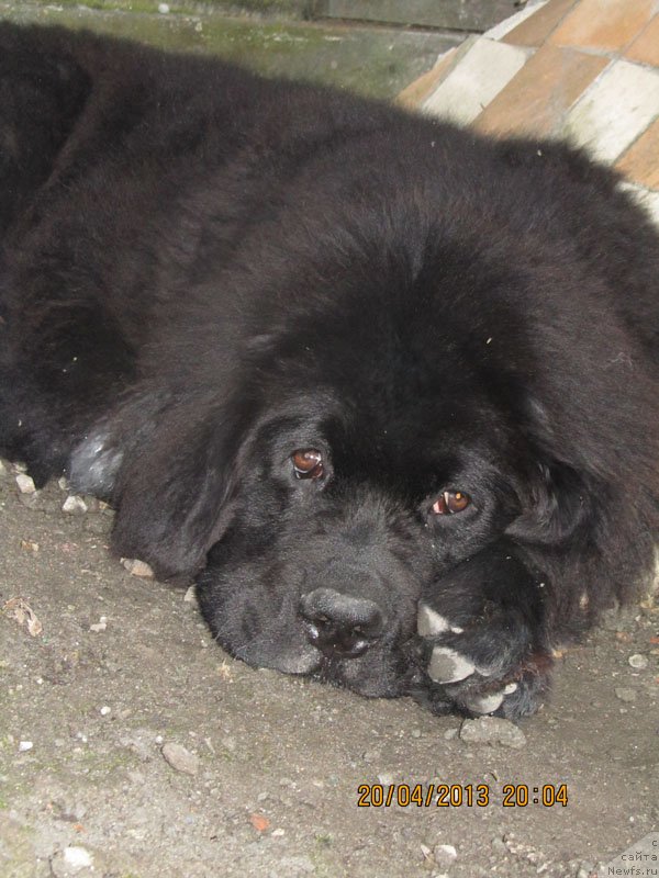 Фото: ньюфаундленд CHinua Dekam Laki Dyevil (Чинуа Декам Лаки Дэвил)