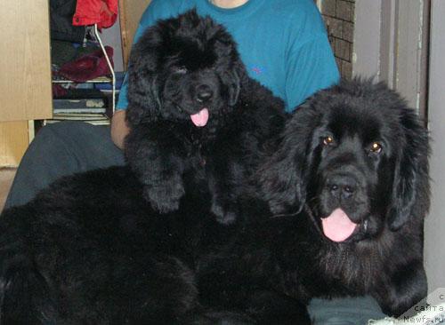 Фото: ньюфаундленд Aksess Denayd Top Sikret (Аксесс Денайд Топ Сикрет), ньюфаундленд King of Helluland Dizzy Beauty