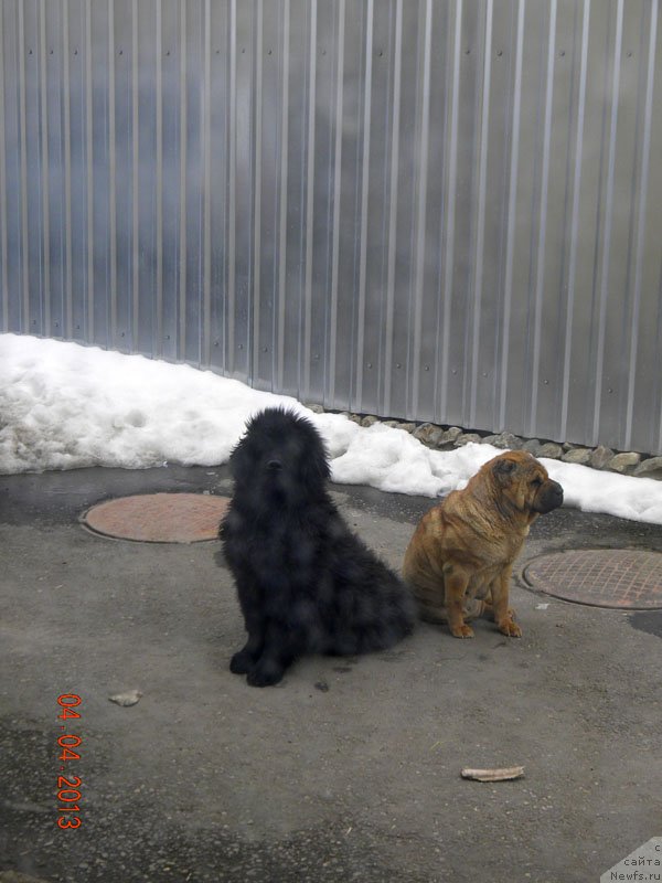 Фото: ньюфаундленд CHeyzer CHeyn Nayt (Чейзер Чейн Найт)