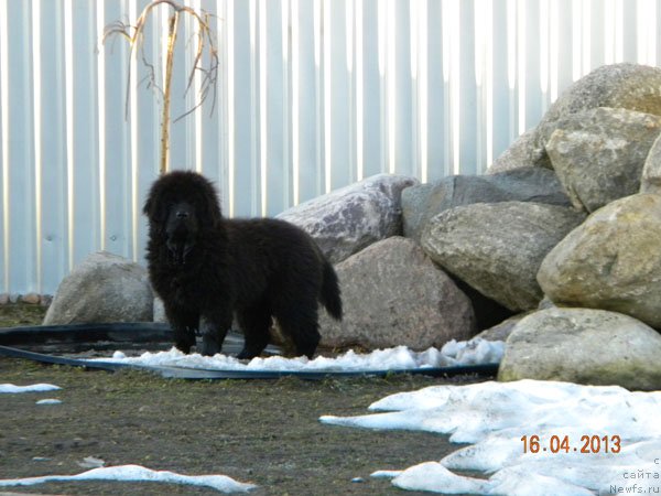 Фото: ньюфаундленд CHeyzer CHeyn Nayt (Чейзер Чейн Найт)