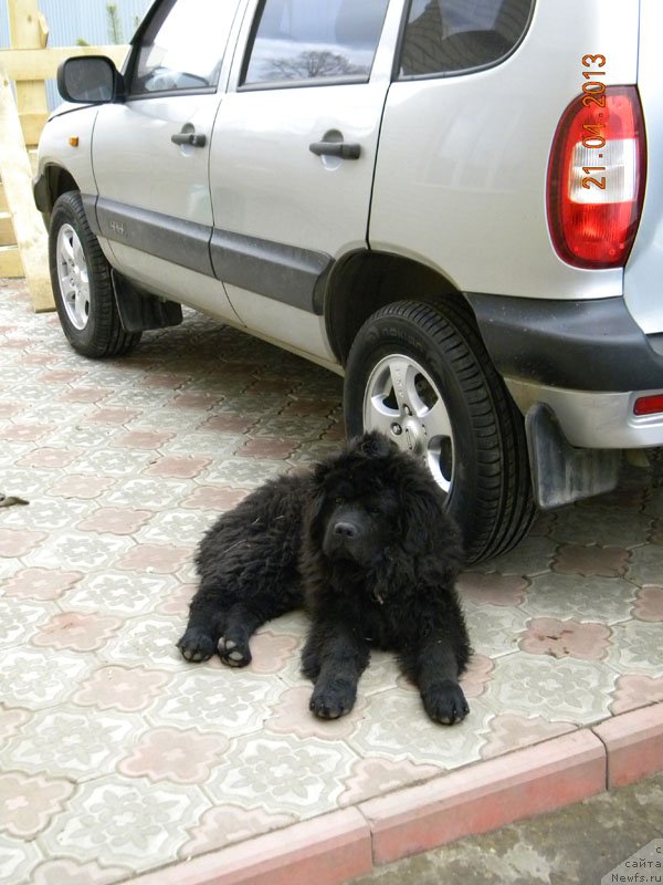 Фото: ньюфаундленд CHeyzer CHeyn Nayt (Чейзер Чейн Найт)