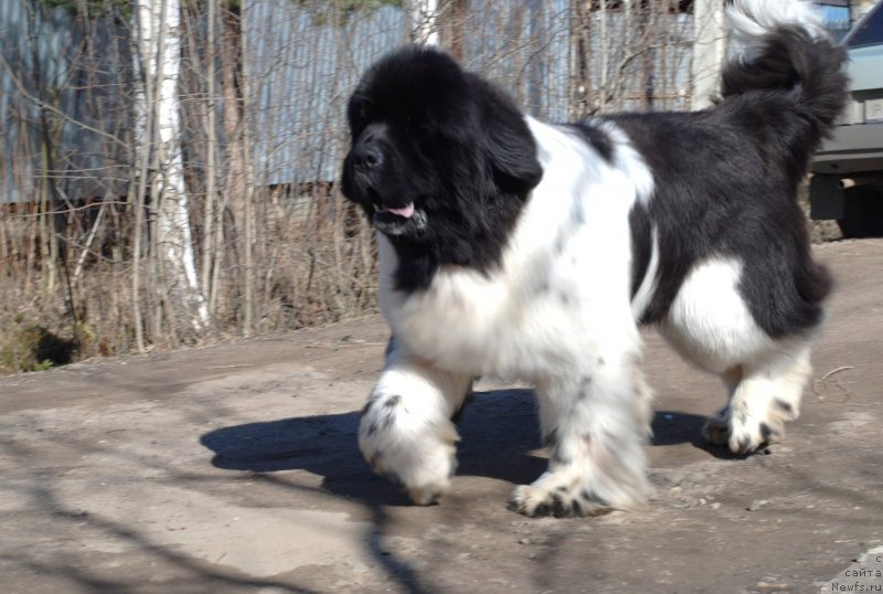 Фото: ньюфаундленд Pitern'yuf In It To Vin It (Питерньюф Ин Ит То Вин Ит)