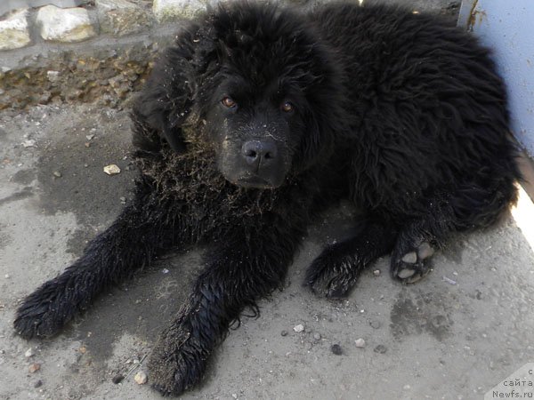 Фото: ньюфаундленд CHeyzer CHeyn Nayt (Чейзер Чейн Найт)