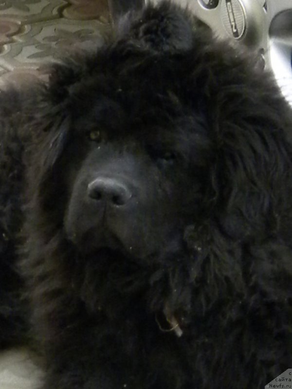 Фото: ньюфаундленд CHeyzer CHeyn Nayt (Чейзер Чейн Найт)