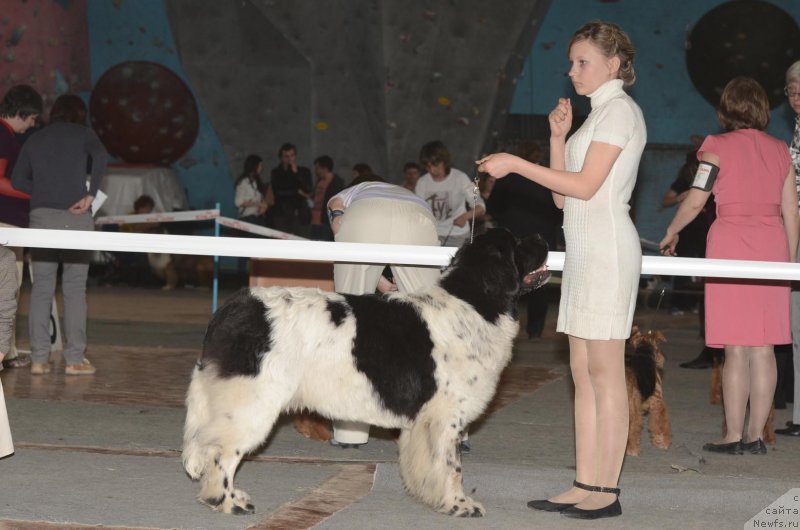 Фото: ньюфаундленд Keeper Soul Nou Daut Best (Кипер Соул Ноу Даут Бэст)