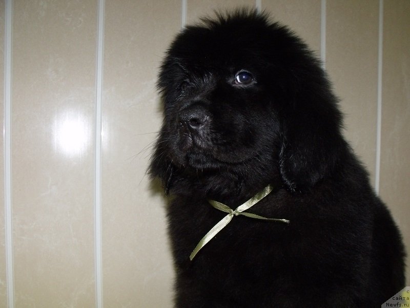 Фото: Лафайет Аллари, ньюфаундленд Grand Byebi Ariadna (Гранд Бэби Ариадна)
