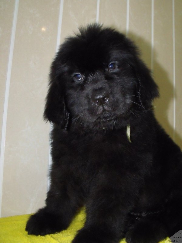 Фото: Лафайет Аллари, ньюфаундленд Grand Byebi Ariadna (Гранд Бэби Ариадна)
