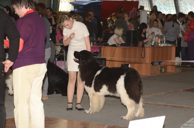 Фото: ньюфаундленд Keeper Soul New Star (Кипер Соул Нью Стар)