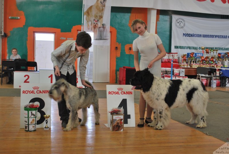 Фото: ньюфаундленд Keeper Soul Nou Daut Best (Кипер Соул Ноу Даут Бэст)