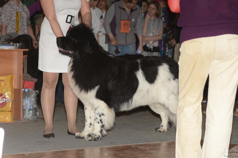 Фото: ньюфаундленд Plushevaya Panda Ferrero Rond Noir (Плюшевая Панда Ферреро Ронд Нуар)