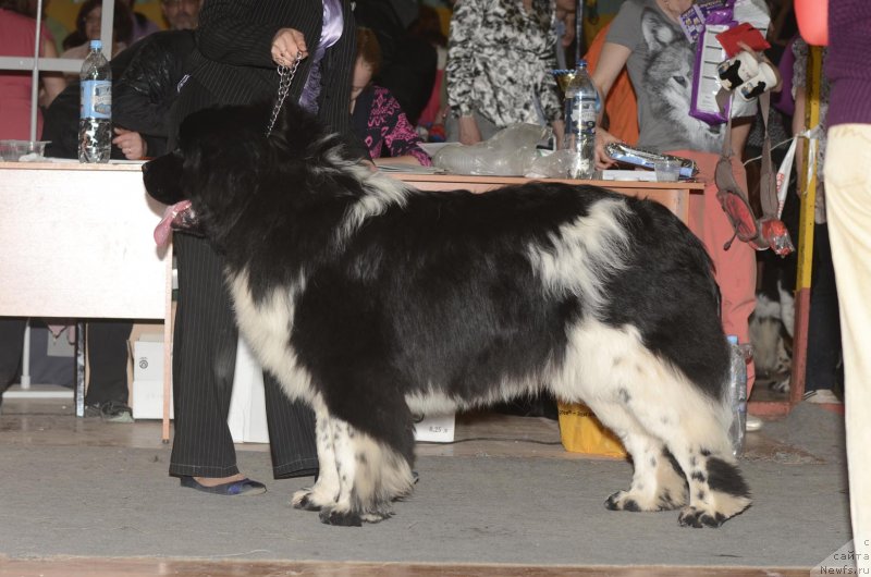 Фото: ньюфаундленд Plushevaya Panda Cai Shen (Плюшевая Панда Цаи Шен)