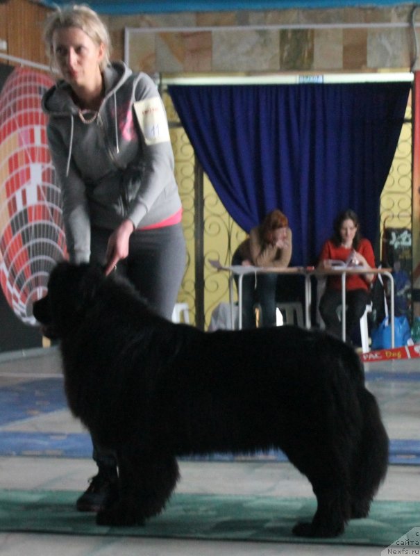 Фото: ньюфаундленд Vronika Ye Satisfaction Super Mishka