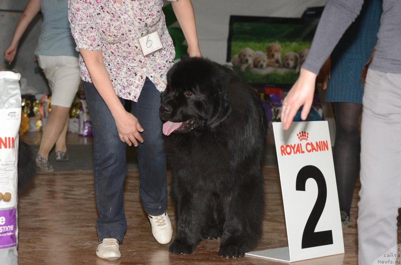 Фото: ньюфаундленд Aquatoriya Kelvin Ten Strike (Акватория Келвин Тэн Страйк)