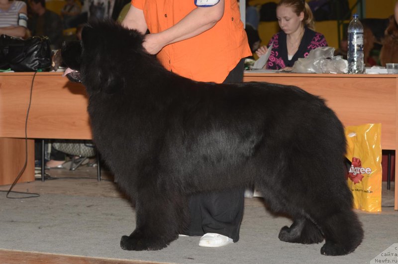 Фото: ньюфаундленд S'Nezhnaya Vjuga Armando Parusso (С'Нежная Вьюга Армандо Паруссо)