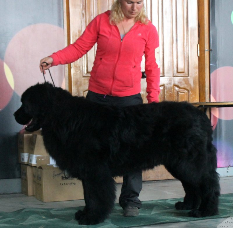 Фото: ньюфаундленд Super Premium Zvezdochet (Супер Премиум Звездочет)