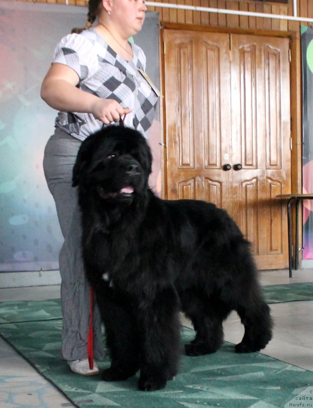 Фото: ньюфаундленд Teddy vom Trieberg