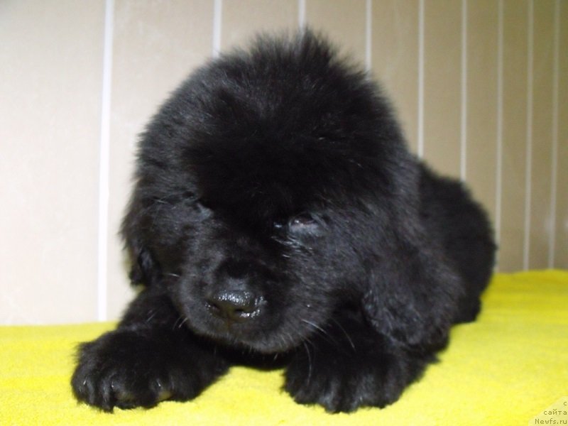 Фото: Лейден Ра-Гро, ньюфаундленд Grand Byebi Ariadna (Гранд Бэби Ариадна)