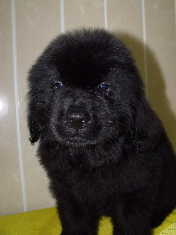 Фото: Лейден Ра-Гро, ньюфаундленд Grand Byebi Ariadna (Гранд Бэби Ариадна)