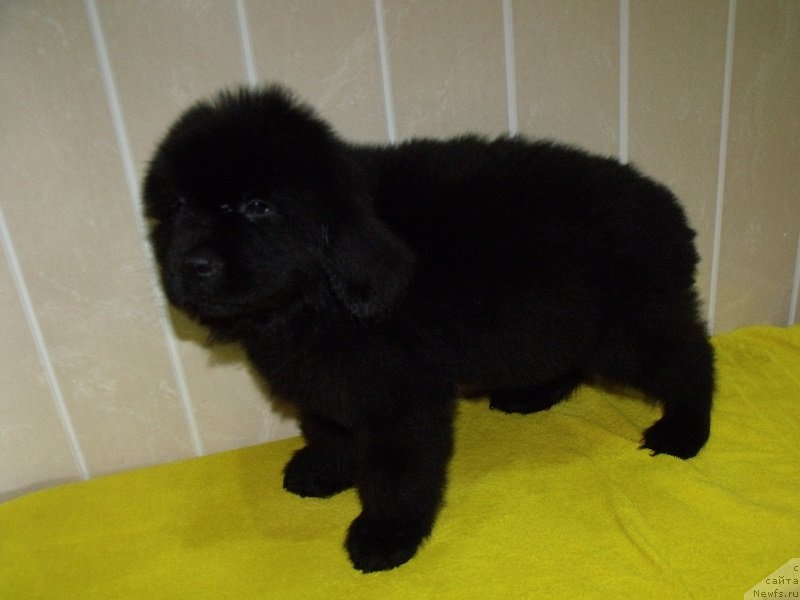 Фото: Лейден Ра-Гро, ньюфаундленд Grand Byebi Ariadna (Гранд Бэби Ариадна)